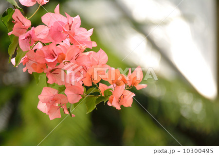 ブーゲンビリア 10300495