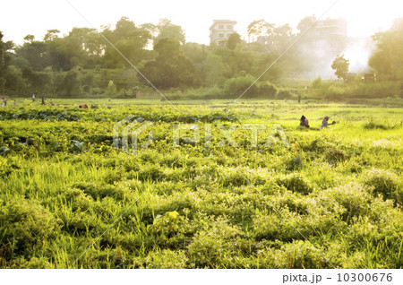 agricultural in Asia 10300676