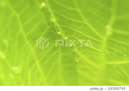 Green leaves. Green leaves. 10300745