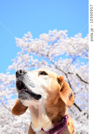 満開だねぇ♪ 10300957