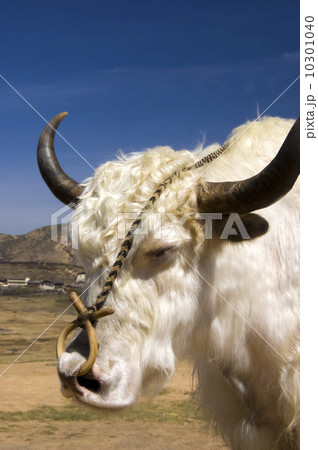 Tibetan Yak 10301040