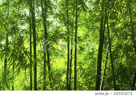 Bamboo forest 10301075
