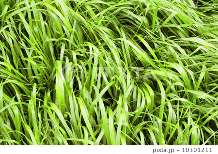 Green nature background Green nature background 10301211
