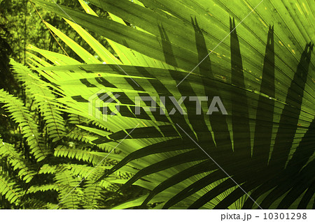Tropical forest. 10301298