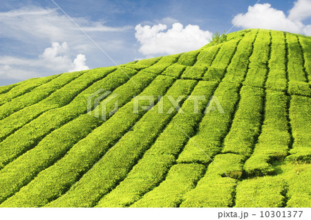 Tea Plantations Tea Plantations 10301377