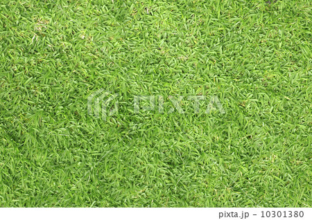 Green grass background 10301380