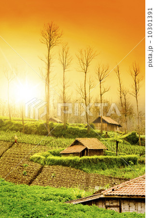Farmland Sunrise Farmland Sunrise 10301391