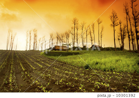 Farmland Sunrise 10301392