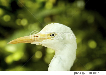 Egret. 10301408