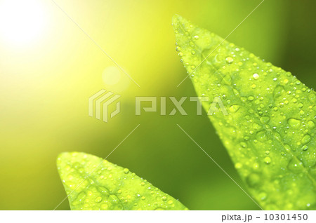 Dew on leaf 10301450