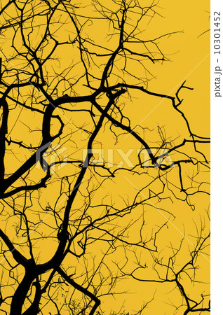 silhouette of tree 10301452