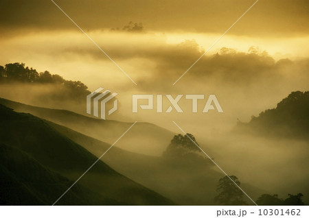 Tea Plantations. Tea Plantations. 10301462