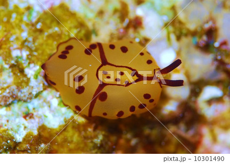 ウミウシ 10301490