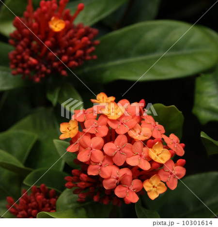 サンタンカ 10301614