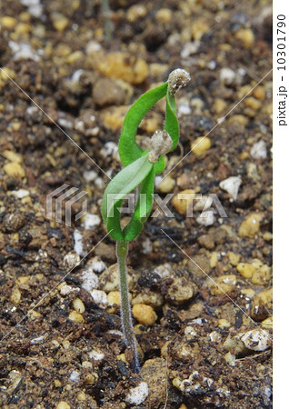 ミニトマトの発芽 ミニトマトの発芽 10301790