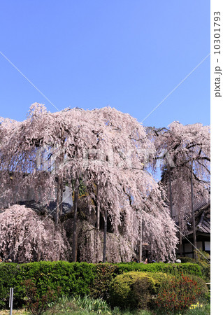 慈雲寺の大糸桜 10301793