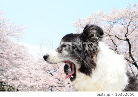 満開だねぇ♪ 10302050