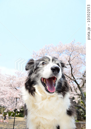 満開だねぇ♪ 10302053