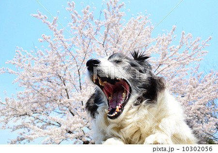 満開だねぇ♪ 10302056