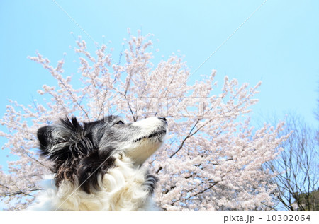 満開だねぇ♪ 10302064