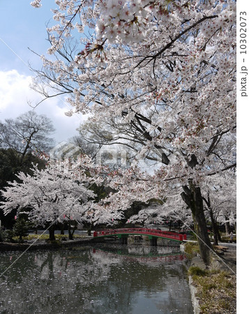 桜 桜 10302073