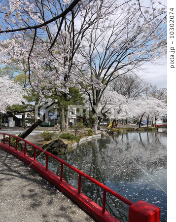 桜 桜 10302074