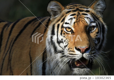 アムールトラ(多摩動物公園) 10302365