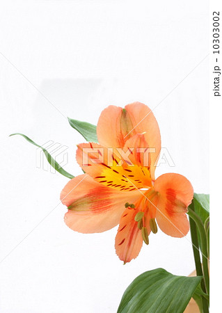 アルストロメリア オレンジ色 白背景 アルストロメリア オレンジ色 白背景 10303002