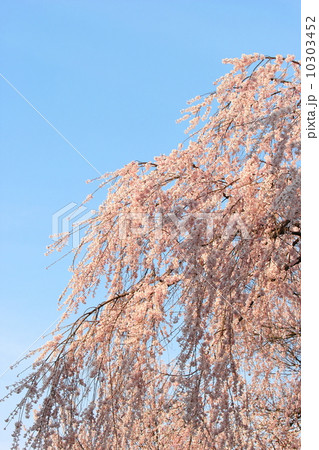 枝垂れ桜 枝垂れ桜 10303452