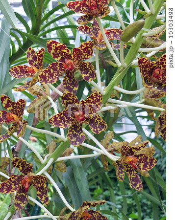 グランマトフィラム 10303498