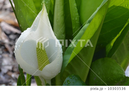 水芭蕉 10303536