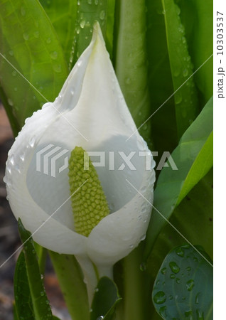 水芭蕉 10303537