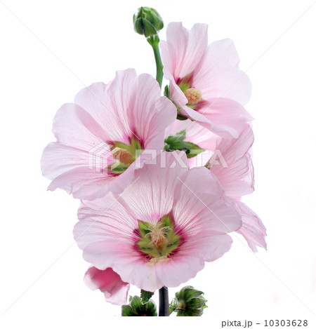 hollyhock flower hollyhock flower 10303628