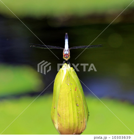 dragonfly on beautiful lotus flower 10303639
