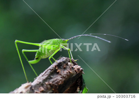Grasshopper perching 10303716