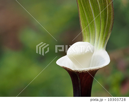 ユキモチソウ 10303728