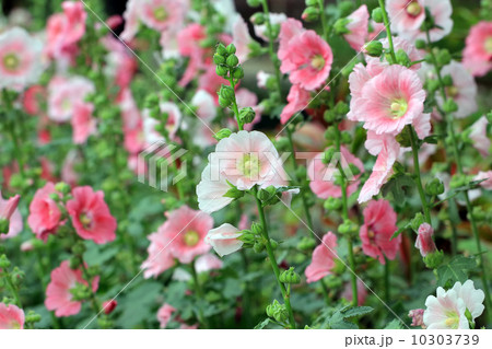 beautiful hollyhock flower or althaea flower beautiful hollyhock flower or althaea flower 10303739