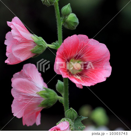 beautiful hollyhock flower or althaea flower beautiful hollyhock flower or althaea flower 10303743