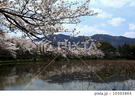 大覚寺の桜 10303864
