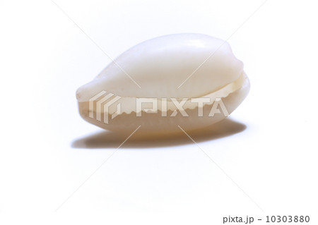 白いタカラガイ 10303880