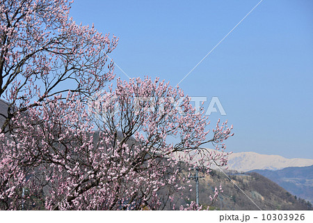 千曲市森あんずの里 10303926