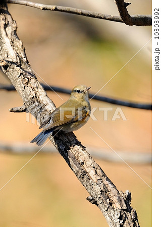 ルリビタキ 10303992