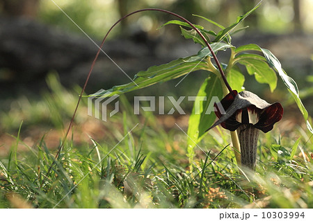 自然 植物 個人的には「どこがやねん!?」という名前です。ウラシマソウ 自然 植物 個人的には「どこがやねん!?」という名前です。ウラシマソウ 10303994