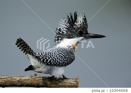 ヤマセミ ヤマセミ 10304008