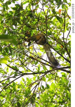 Giant Squirrel （クリームオオリス） 10304059