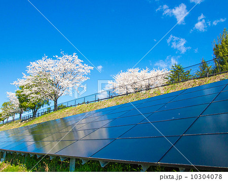 メガソーラーと桜 メガソーラーと桜 10304078