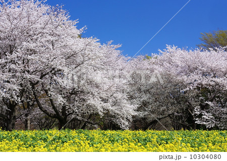 昭和記念公園桜の園 10304080
