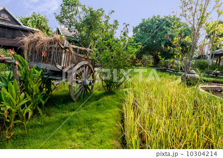 Green rice field in the villa,Thailand 10304214