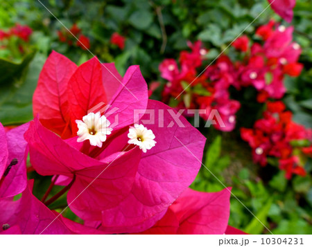 ブーゲンビレア 10304231