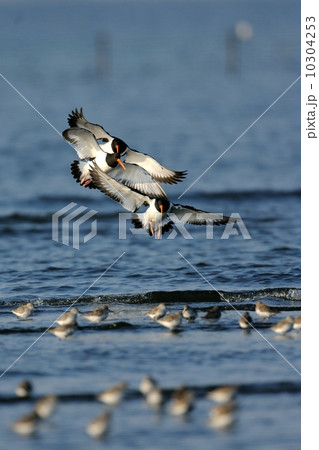 ミヤコドリ 10304253